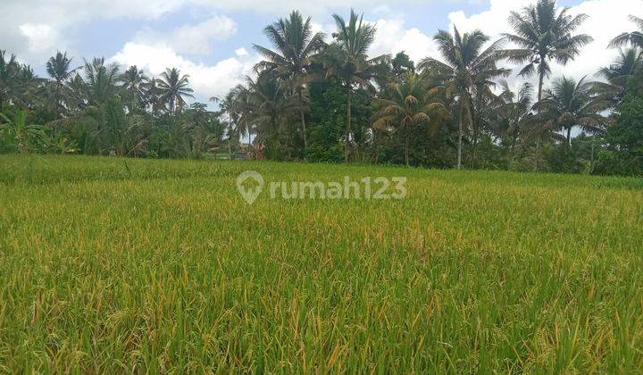 Dijual tanah view sawah jalan utama lodtunduh ubud 2