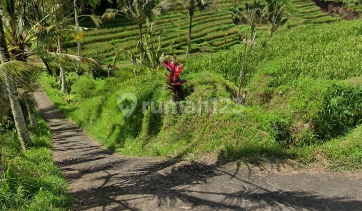 Dijual Kebun Lokasi Jalan Muncak Sari Penatahan, Sangketan Penebel Tabanan