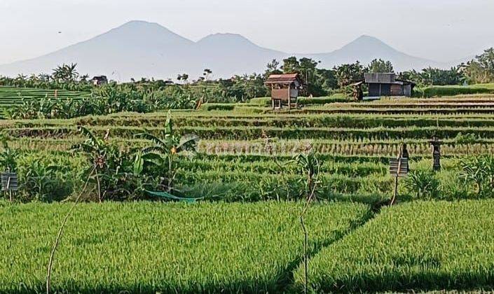 Dijual Tanah View Sawah Lokasi Jalan Bedugul Kerobokan Badung Utara 2