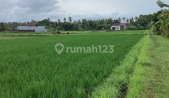 Rice Field View Land in Buleleng, Bali