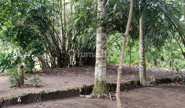 Dijual Tanah Pekarangan Masih Asri Di Seyegan Sleman Yogyakarta. 2