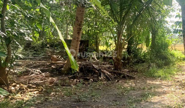 Tanah Pekarangan Murah di Minggir Sleman. 1