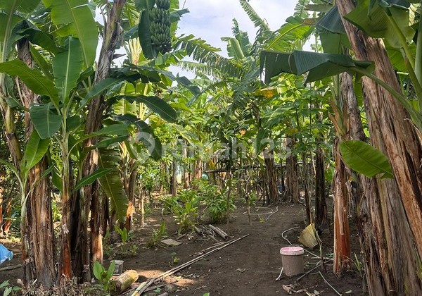 Dijual Tanah 506 Meter Persegi Dekat Jalan Kaliurang Siap Bangun Kavling atau Hunian Mewah, Sariharjo, Ngaglik, Sleman