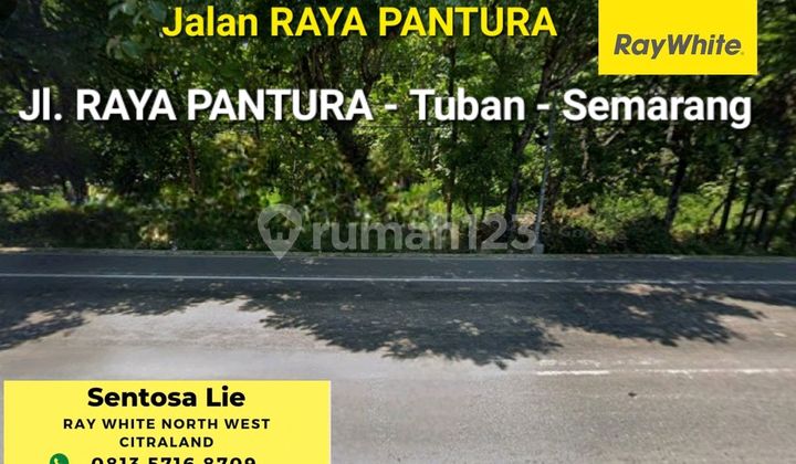 Dijual 5500 M2 Tanah Nol Jalan Raya Pantura Tuban - Semarang - Strategis Lokasi Cocok Buat Segala Usaha , Spbu