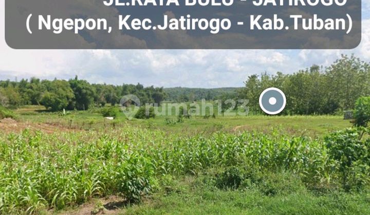 Dijual 1,6 Hektar Tanah Tuban Jatim Di Nol Jalan Raya Bulu - Jatirogo - Ngepon- Kec.jatirogo- Kab. Tuban - Jawa Timur - Surat Shm - Lokasi Bagus Tanah Tambang Pasir Silica / Batako Cocok Untuk Usaha Tambang Atau Spbu - Akses Truk Besar Dijual 1,6 Hektar Tanah Tuban Jatim Di Nol Jalan Raya Bulu - Jatirogo - Ngepon- Kec.jatirogo- Kab. Tuban - Jawa Timur - Surat Shm - Lokasi Bagus Tanah Tambang Pasir Silica / Batako Cocok Untuk Usaha Tambang Atau Spbu - Akses Truk Besar