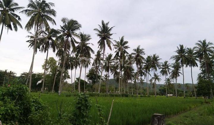 Dijual Tanah 8 Hektar Dekat Mandalika.comdan.bandara Lombok Bali 1