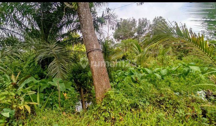 Tanah Dijual Di Jalan Danau Ilung Tjilik Riwut Palangka Raya Kalimantan Tengah 2