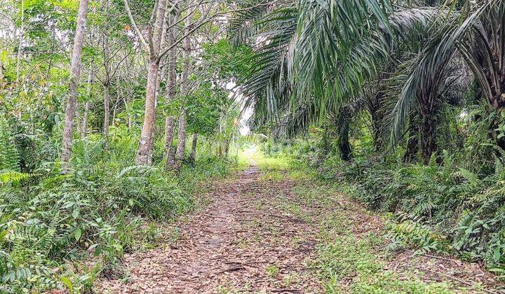 Tanah Dijual Di Jalan Danau Ilung Palangka Raya Kalimantan Tengah 1