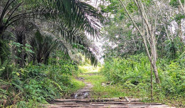 Tanah Dijual Di Jalan Danau Ilung Palangka Raya Kalimantan Tengah 2