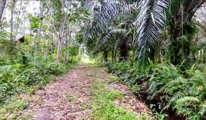 Tanah Dijual Di Jalan Danau Ilung Tjilik Riwut Palangka Raya Kalimantan Tengah 1