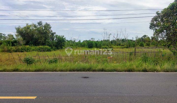 Tanah Dijual Di Jalan Mahir Mahar - Trans Kalimantan Kalampangan Palangka Raya Kalimantan Tengah 1