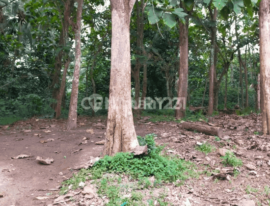 Tanah Berikut 100 Pohon Jati Mancak Harga Miring 1