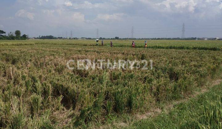 Tanah Sawah Produktif Kilasah Kasemen 2