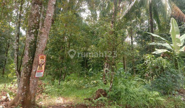 Tanah Kp Cihujan Ciomas Ada Pohon Cengkeh 1