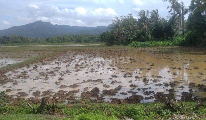 Tanah Sawah Produktif Cikoneng Anyer 1