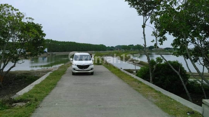 Tambak di Tambak Bulusan Karang Tengah Demak, Demak