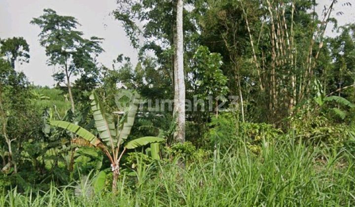 Cheap Sale 6 Ha of Land with Zero Road Frontage in Kalipucang - Tutur - Pasuruan - East Java Suitable for Livestock, Plantation - Access Road with 4-Meter Wide Pavement - SHM Certificate