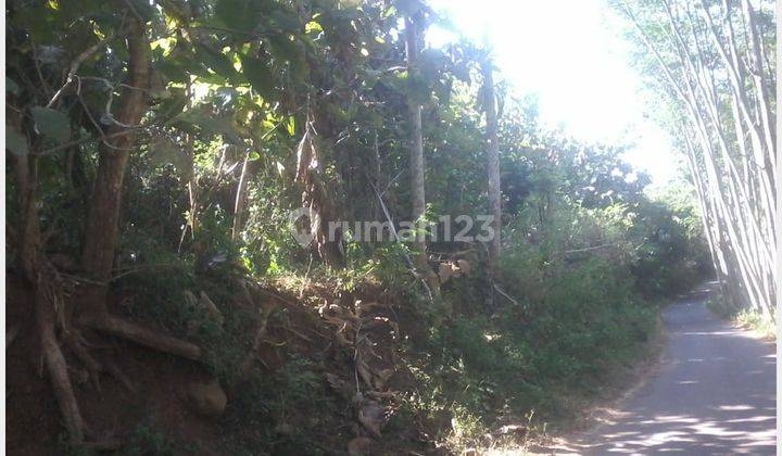 Kebun Jati Pinggir Jalan Kabupaten Bondowoso 1