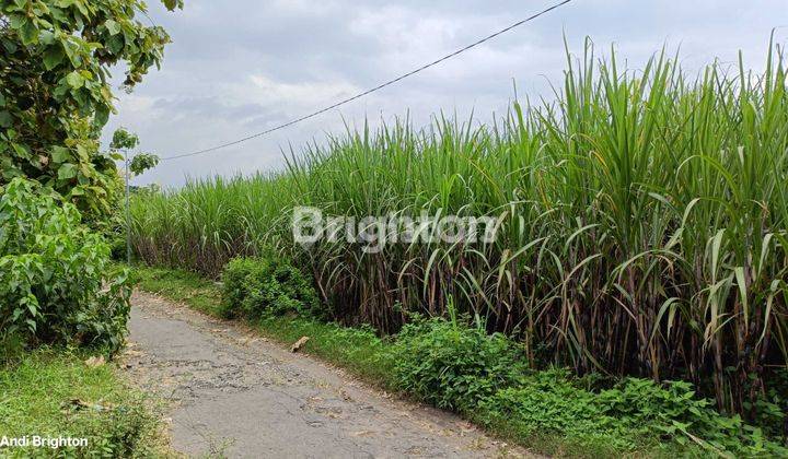 SAWAH LUAS DEKAT JALAN RAYA BLIMBING JOMBANG 1