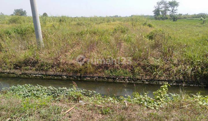 SAWAH LUAS PINGGIR JALAN RAYA DI SUMOBITO JOMBANG 1