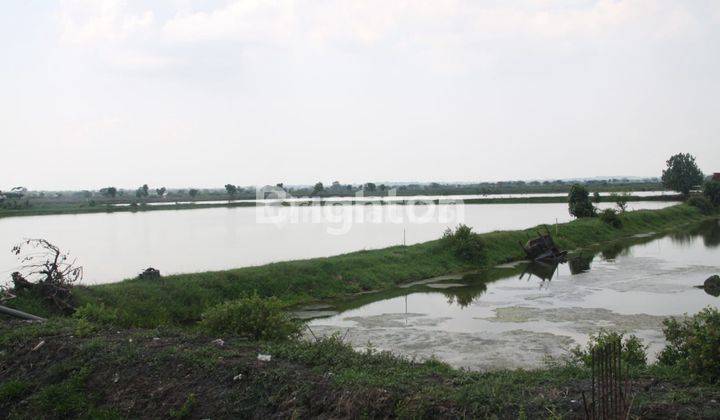 TANAH TAMBAK SIAP PAKAI DI AREA INDUSTRI GRESIK 1