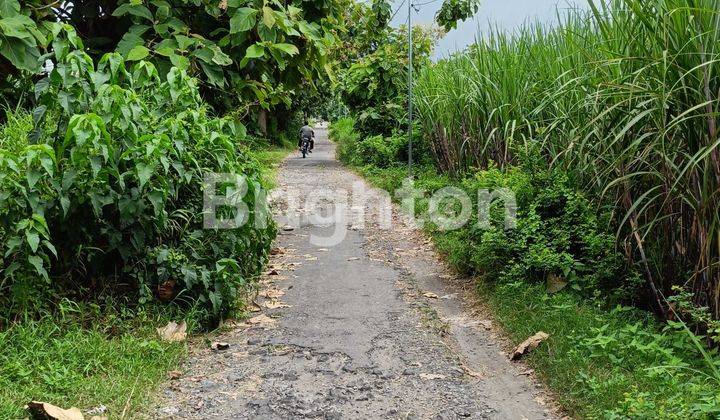 SAWAH LUAS DEKAT JALAN RAYA BLIMBING JOMBANG 2