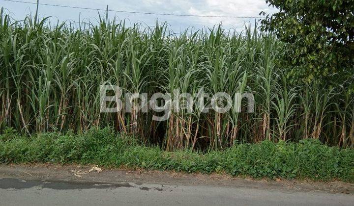 TANAH SAWAH COCOK UNTUK GUDANG DI KRAS KEDIRI 2