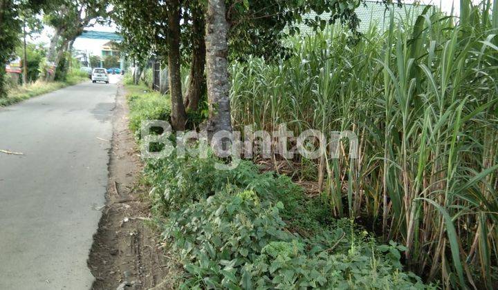 TANAH SAWAH COCOK UNTUK GUDANG DI KRAS KEDIRI 1