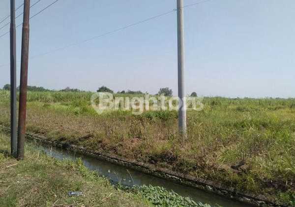 Sawah Luas Pinggir Jalan Raya di Sumobito Jombang