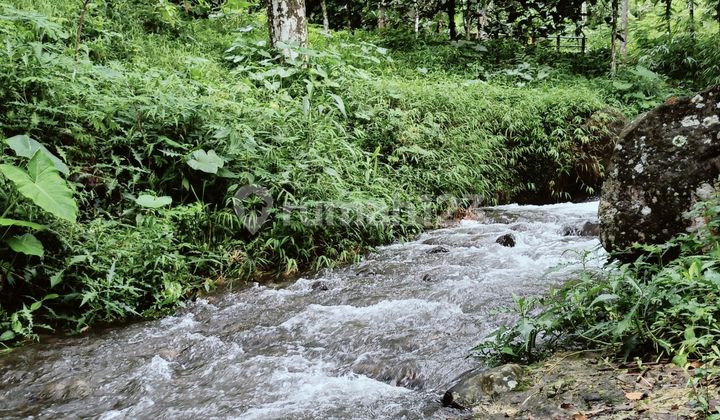 Ready-to-Use Tegal Land in Wonosalam, Jombang Ready-to-Use Tegal Land in Wonosalam, Jombang