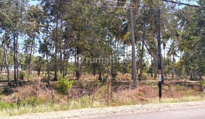 Di Jual Tanah Los Pantai Lokasi maumere, NTT Harga sangat Menarik 3
