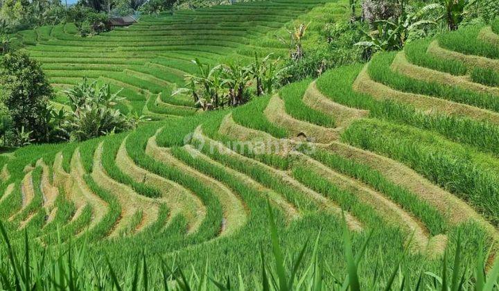 Rice field view land for sale in Tabanan Bali 1