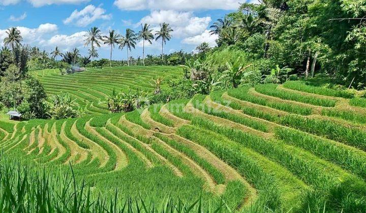 Rice field view land for sale in Tabanan Bali 2