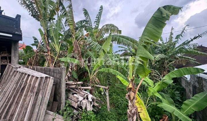 Land Permium dan Langka di Canggu Tumbak Bayuh Land Permium dan Langka di Canggu Tumbak Bayuh