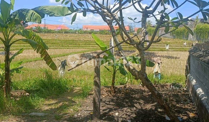 Di Jual Tamah View Sawah Cantik Dan Langka Di Umalas Prime Area Di Jual Tamah View Sawah Cantik Dan Langka Di Umalas Prime Area