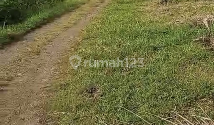 Tanah Lokasi Strategis Ciseeng Bogor Tanah Lokasi Strategis Ciseeng Bogor