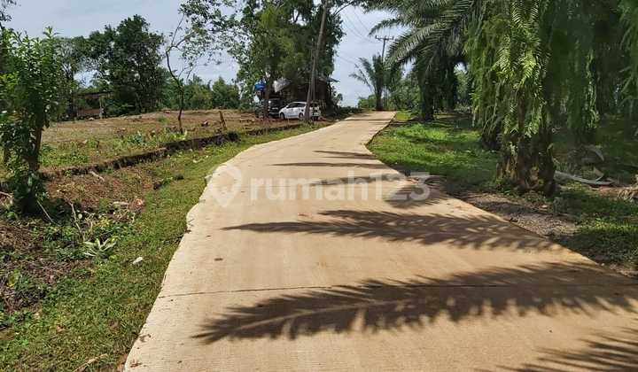 Kavling Diatas Bukit Datar Zona Kuning Singasari Jonggol Bogor Kavling Diatas Bukit Datar Zona Kuning Singasari Jonggol Bogor