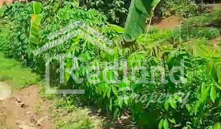 Land in Jeruklegi Kulon, Cilacap (Plot 7866) Land in Jeruklegi Kulon, Cilacap (Plot 7866)