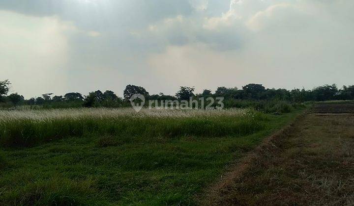 Lahan Kavling Tanah Kec. Ketanggungan Brebes Jawa Tengah 2