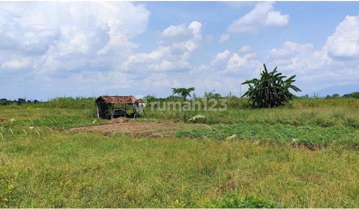 Lahan Kavling Tanah Kec. Ketanggungan Brebes Jawa Tengah 1