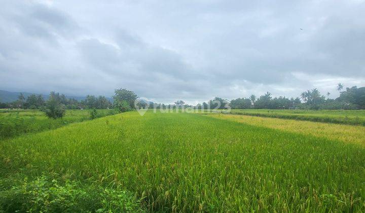 Dijual Tanah Tanah Sawah Murah di Selatan Yogyakarta 2