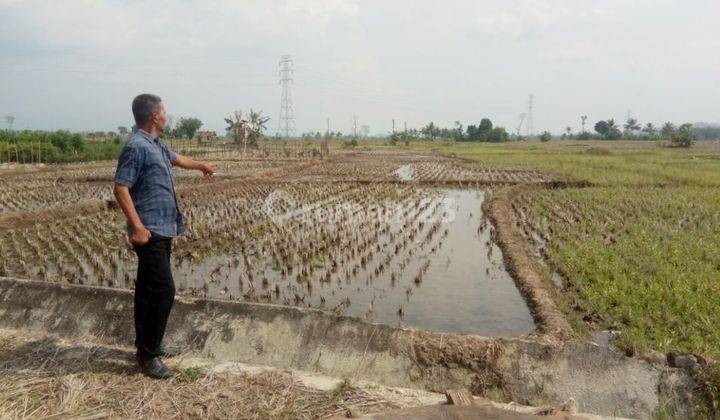 Tanah sawah produktif di Desa Way Layap 18530 SHM m² 1