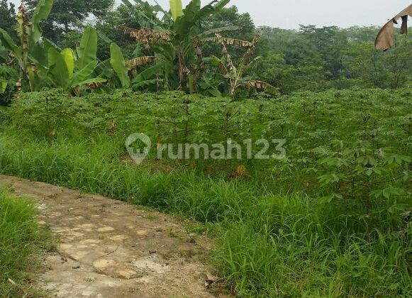 For Sale Strategic SHM Land in Ciampea Bogor For Sale Strategic SHM Land in Ciampea Bogor