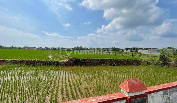 Tanah Luas Bentuk Pertanian di Tengah Kota Kajen Pekalongan 1