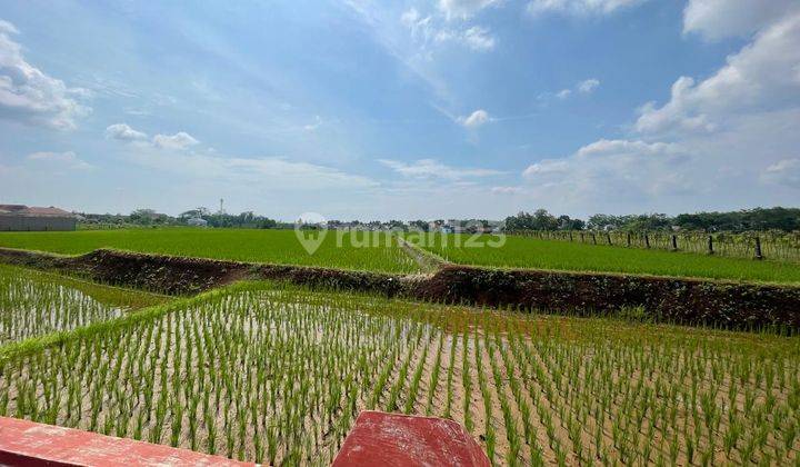 Tanah Luas Bentuk Pertanian di Tengah Kota Kajen Pekalongan 2