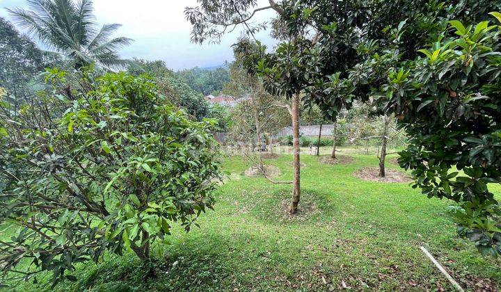 Dijual Villa Bagus Plus Kebun Duren Siap Panen Di Cijeruk Bogor 5