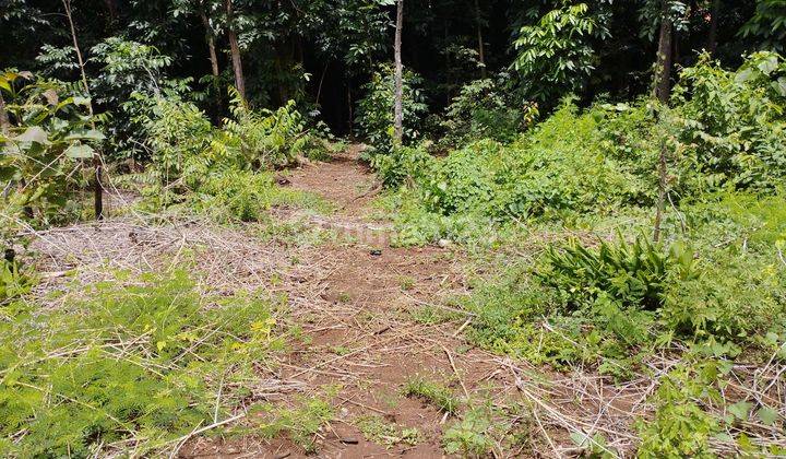 Dijual cepat tanah kebun di Beber 1