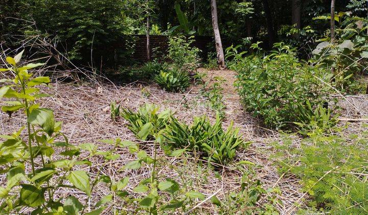 Dijual cepat tanah kebun di Beber 2