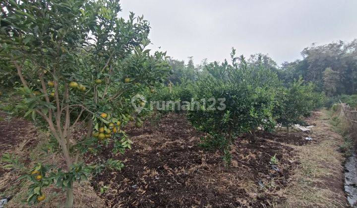 Tanah Kebon Jeruk Di Area Sejuk Dan Nyaman 1