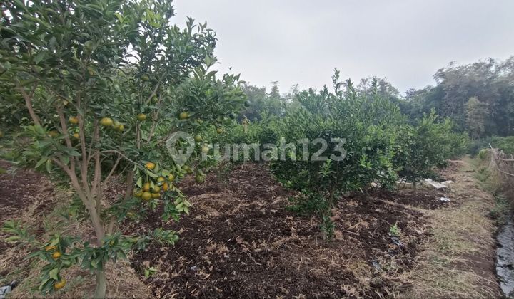 Tanah kebun jeruk legalitas SHM di lokasi strategis